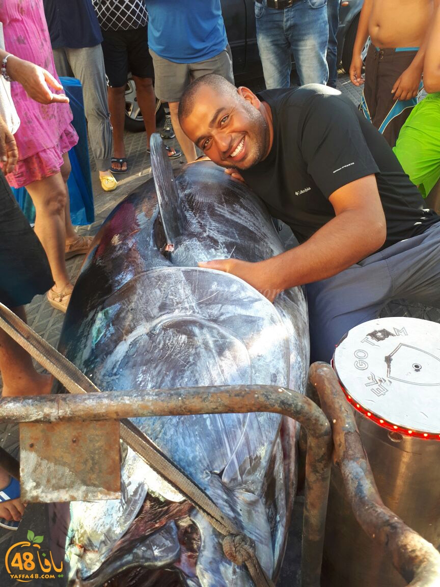 tuna fish yaffa (14).jpg